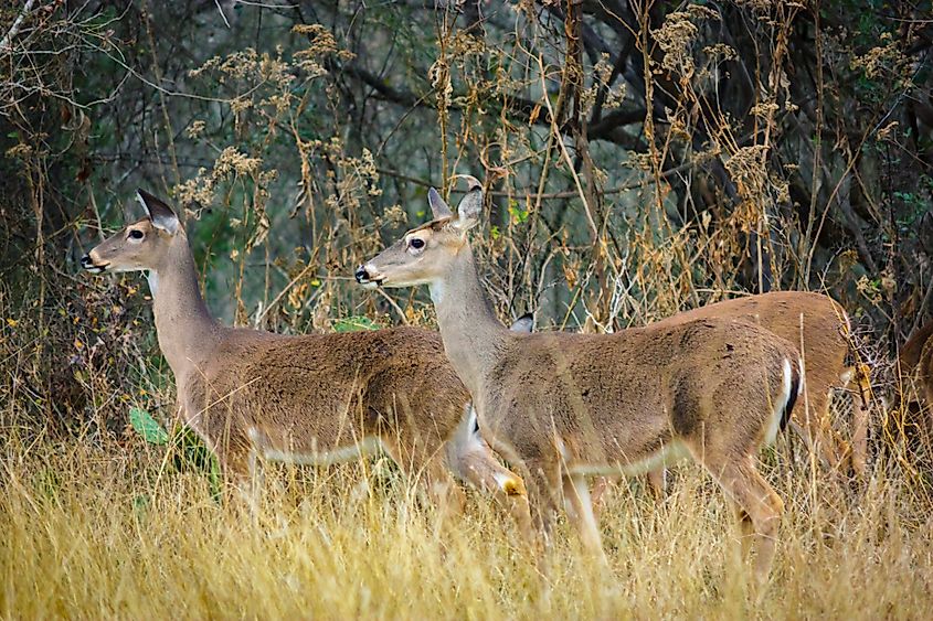 deer eating grass in McKinney Falls State Park