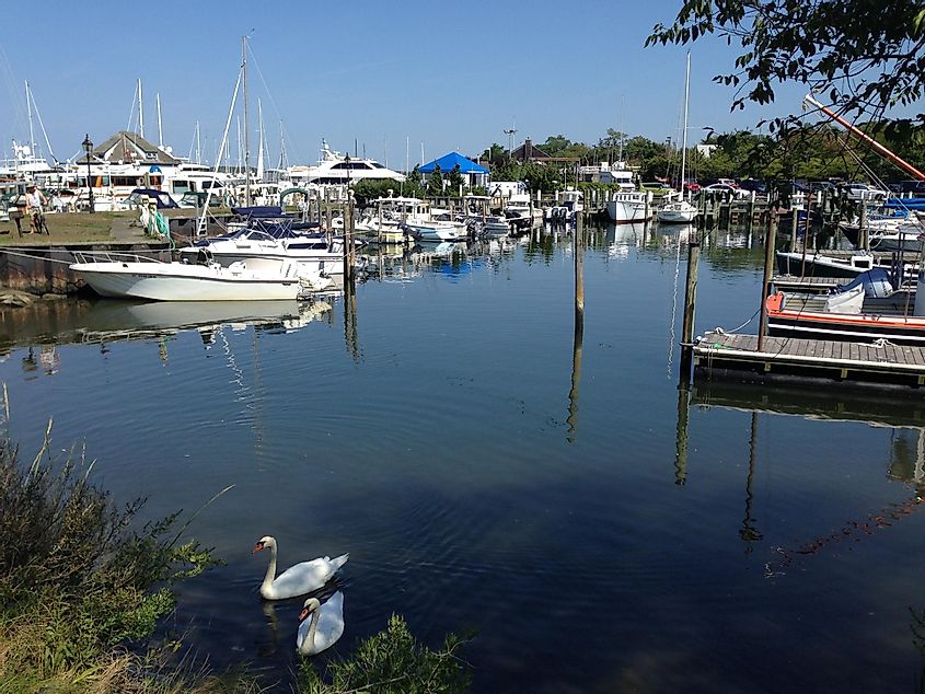 Swans and Boats on Sag Harbor Bay