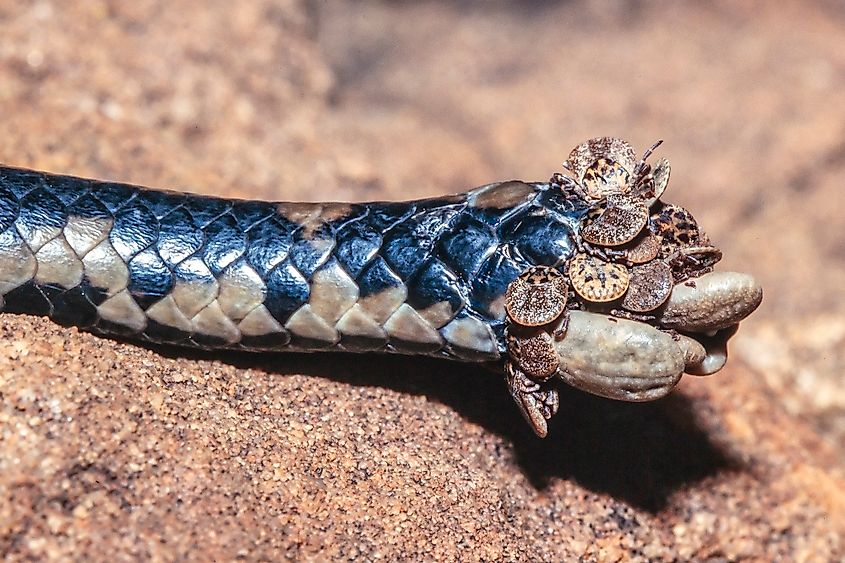 Tick infestation in the tail of an Australian Murray Darling Carpet Python. Via Shutterstock / Ken Griffiths