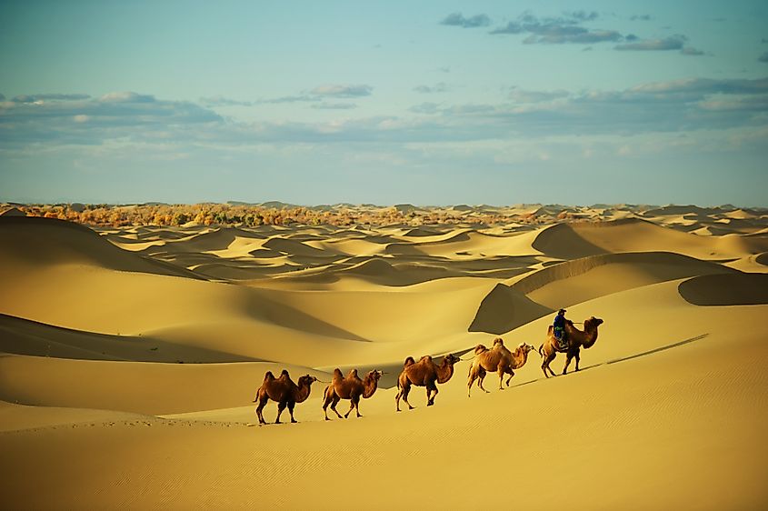 Dromedary camels in the Sahara Desert. Image credit: theskaman306/Shutterstock.com