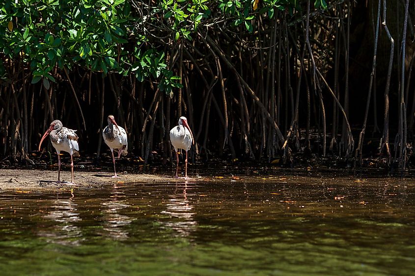 Three juvenile white ibises along the Loxahatchee River