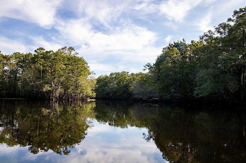 Still afternoon on the Black River in North Carolina