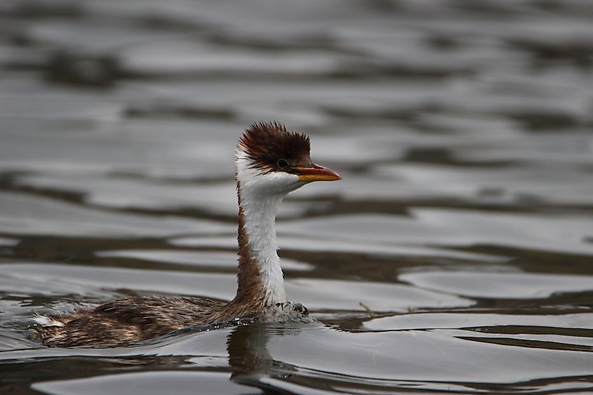 Ttiticaca grebe