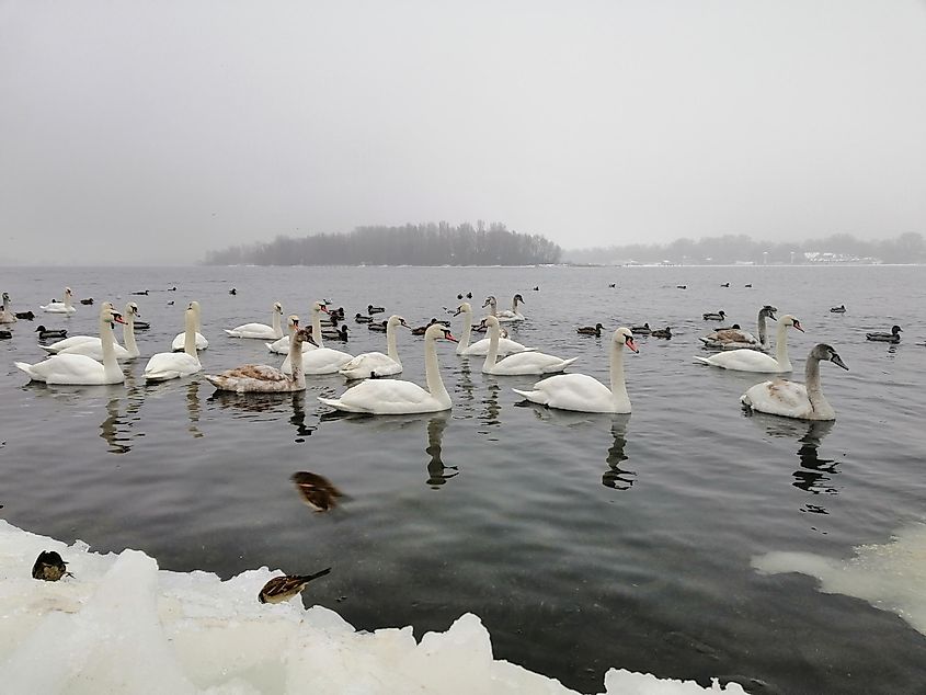 A flock of swans in the Dnipro River.