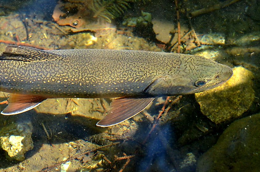 Lake trout (Salvelinus namaycush) Credit: mountainpix via Shutterstock
