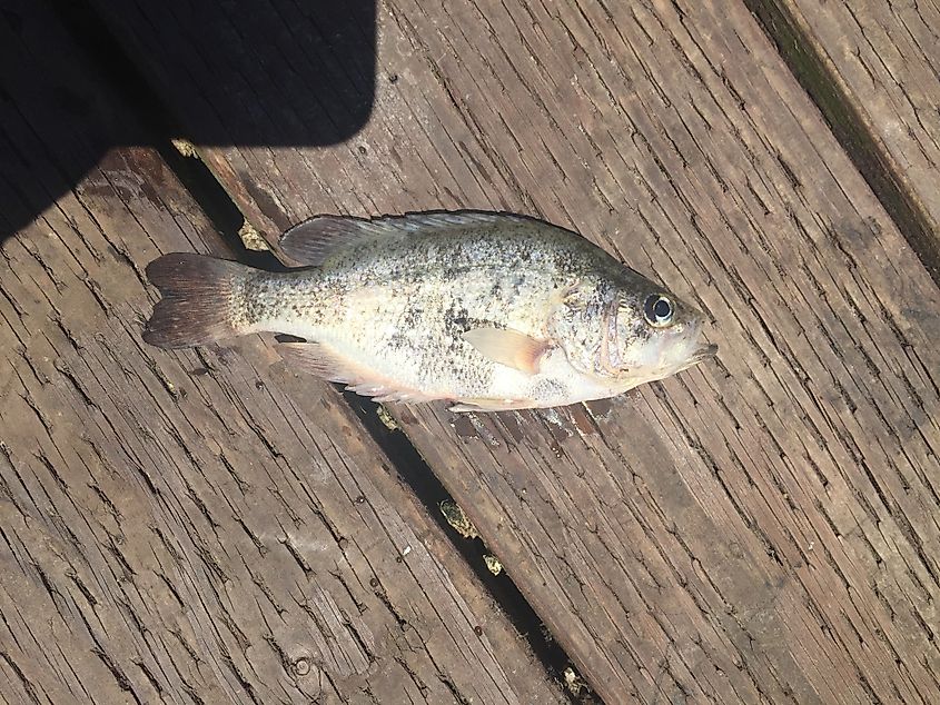 Sacramento Perch (Archoplites interruptus)