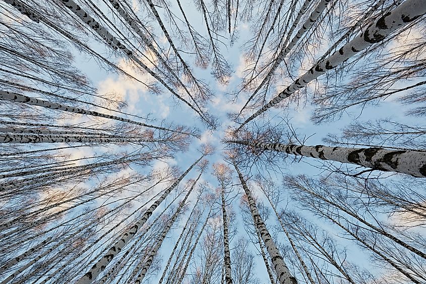 The paper birch is often found growing in groups. Credit: Arctic_photo/Shutterstock.com
