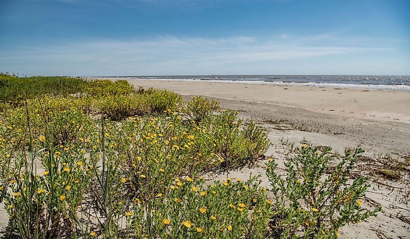 Sandy beaches and flowers at Holly Beach.