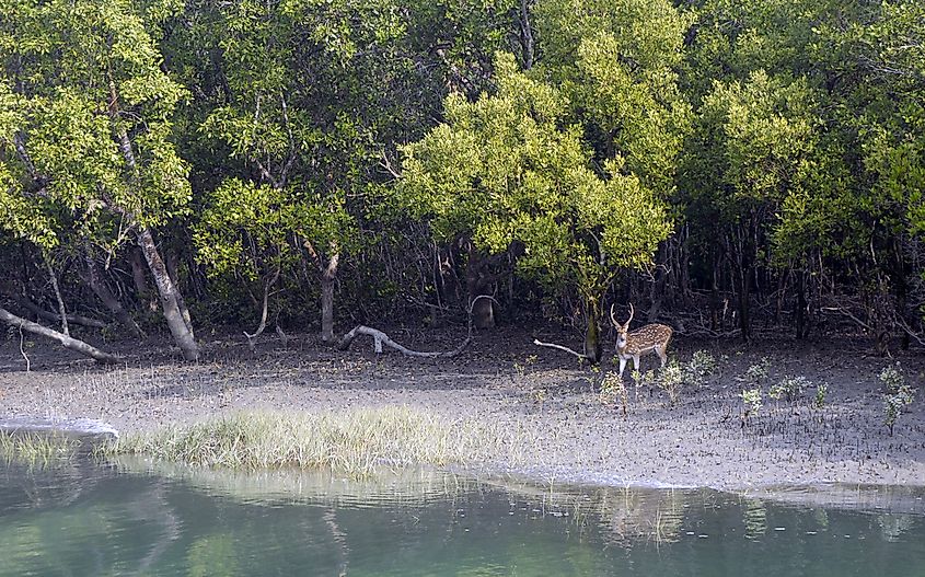 Bengal tigers: unsung heroes of the Sundarbans Mangroves