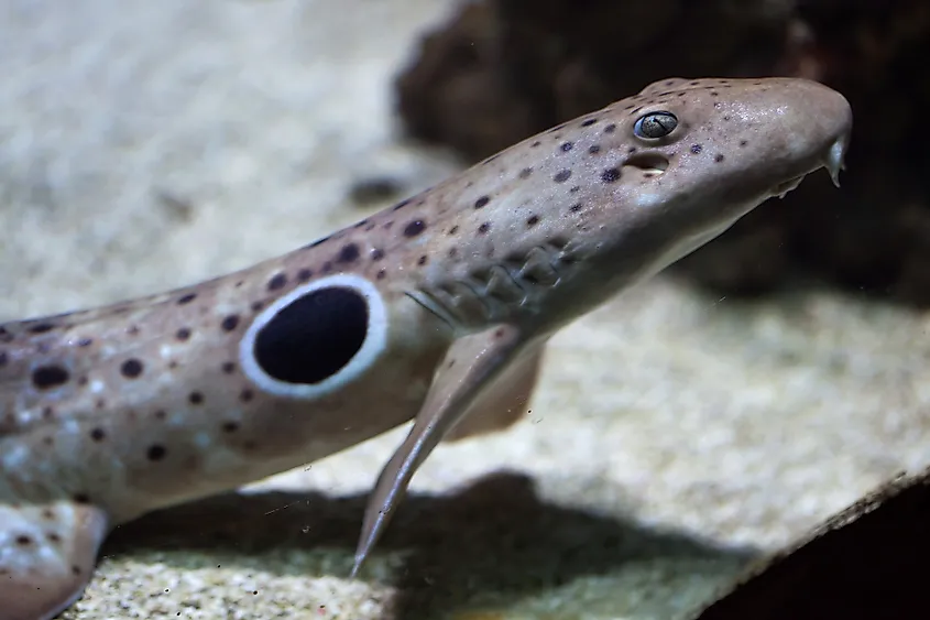 Epaulette shark