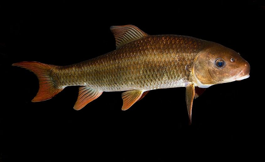 Robust Redhorse, an endangered fish species.