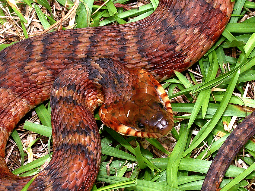 An unusual reddish specimen of banded water snake.