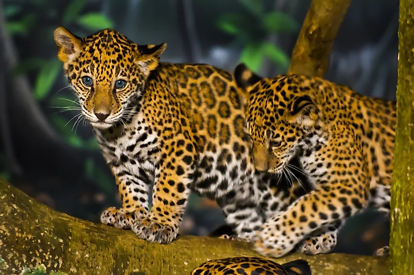 Jaguar cubs