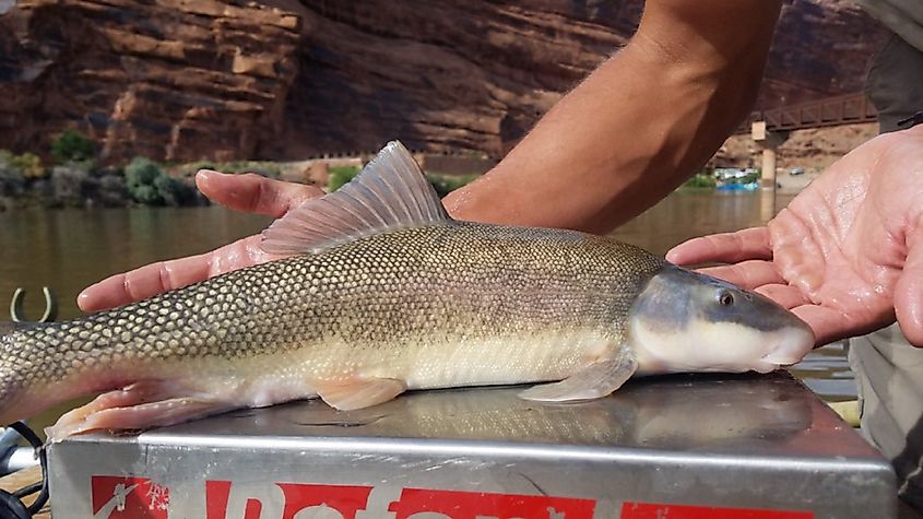 A razorback sucker hybrid captured during an endangered fish survey conducted by the Grand Junction Fish and Wildlife Conservation Office in the Colorado River Basin.