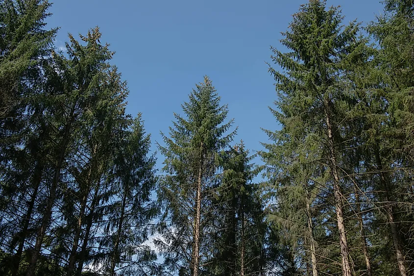 Sitka Spruce Trees (Picea sitchensis)