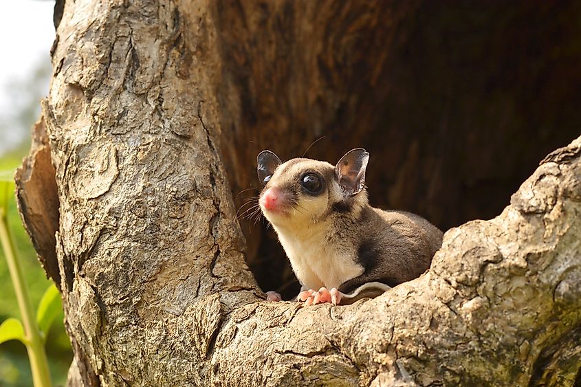 16 Animals That Live in Australia - WorldAtlas 16 Animals That Live in Australia - WorldAtlas