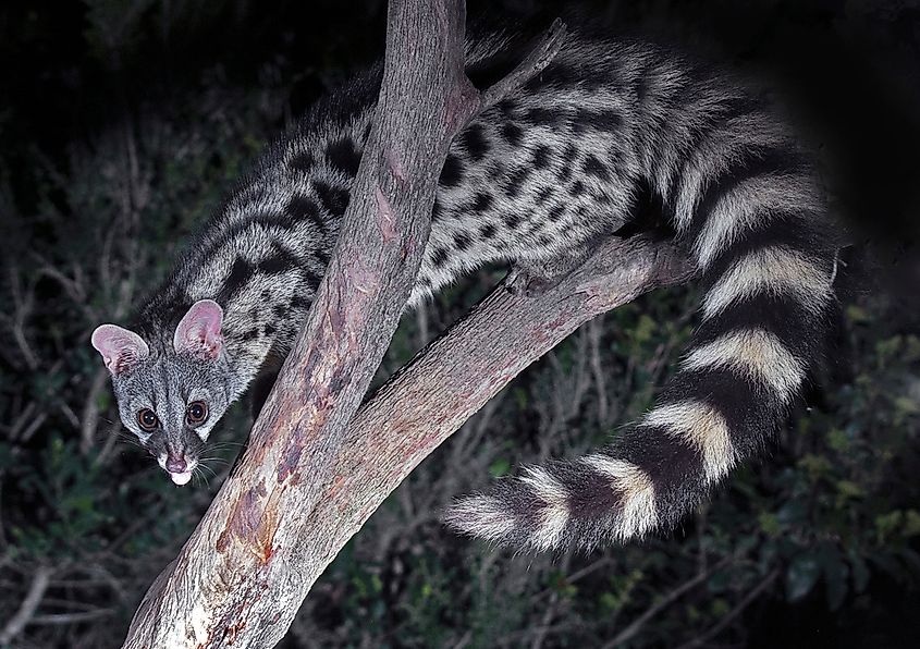 Animals Native to Spain - WorldAtlas Animals Native to Spain - WorldAtlas