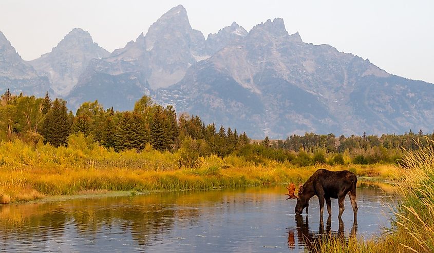 Wild bull moose in Grand Teton National Park near Jackson Hole, Wyoming USA