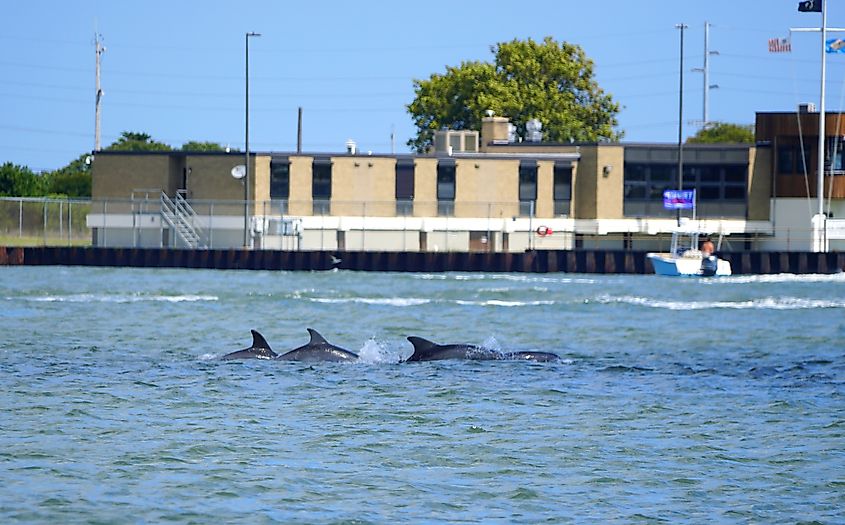 A group of dolphins swimming near Indian River Inlet by Bethany Beach, Delaware