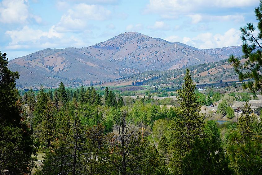 Mixed Conifer forest in Klamath Mountains