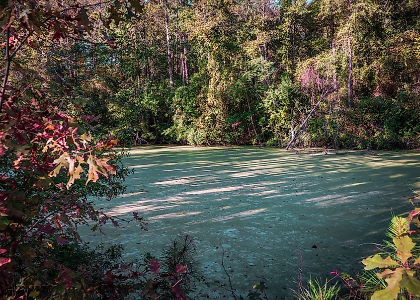 Dismal Swamp Canal Trailhead scenery in Chesapeake, Virginia