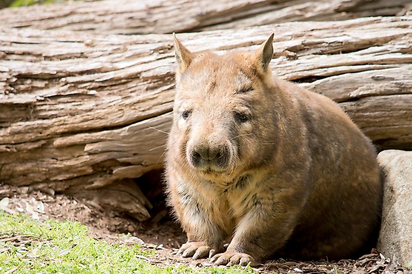 the Southern hairy nosed wombat is emerging from its underground home. Via Shutterstock / Susan Flashman.