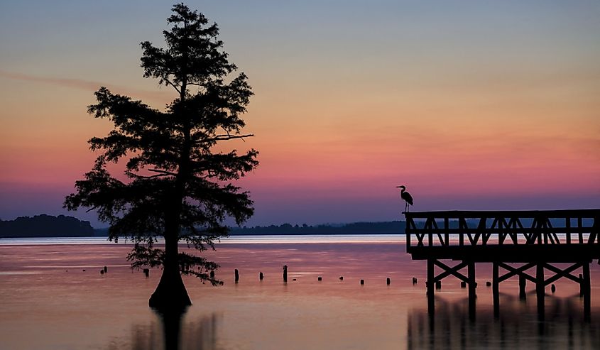 A Snowy Egret waits for a meal in the predawn light from one of the many fishing piers at Reelfoot Lake State Park in Tennessee.