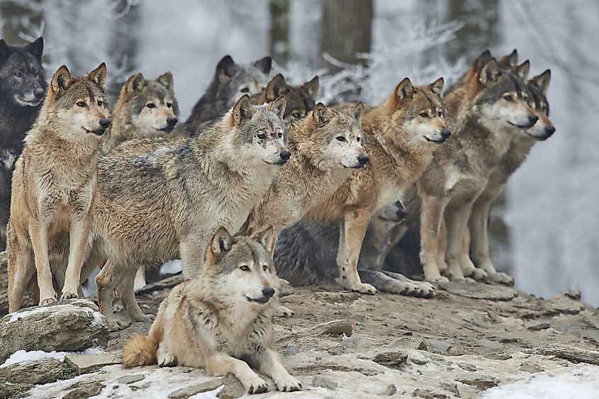 A pack of wolves in snow.