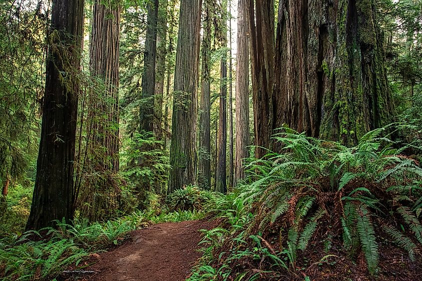 Redwood National and State Parks, California
