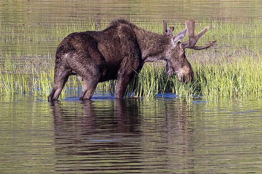 A bull moose chomping on grasses growing in a lake.