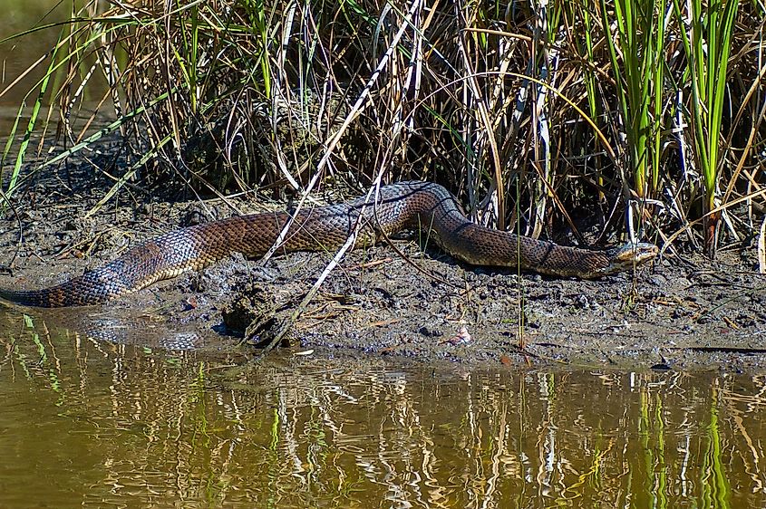 A Florida cottonmouth on a muddy bank of a Florida swamp.