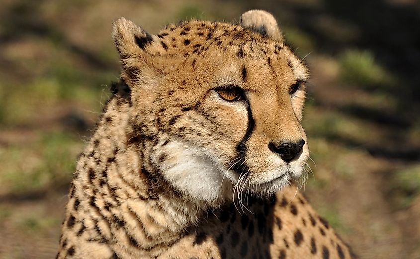 The long black lines on a cheetah's face help reduce sun glare.
