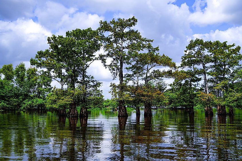 Swampland near Henderson, Louisiana.