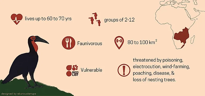 Southern ground hornbill facts. 