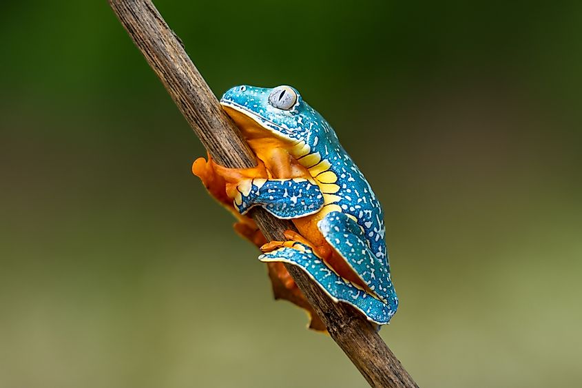 Golden-eyed leaf frog corcovado 