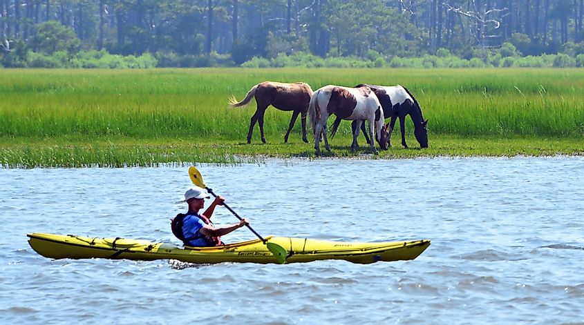 Wild ponies in the Chincoteague Wildlife Refuge.