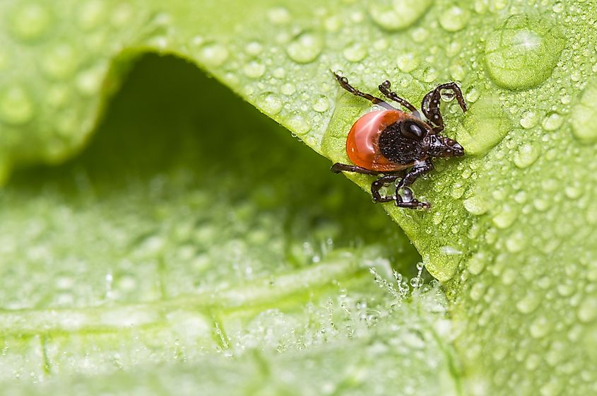 Close-up of a deer tick.