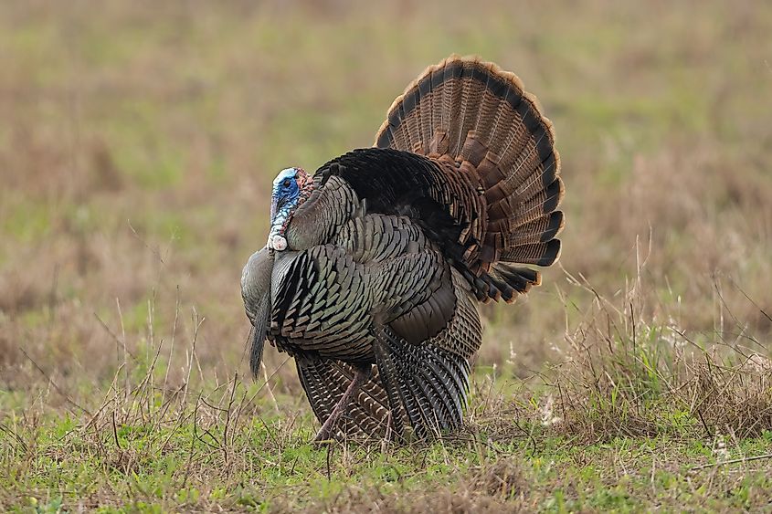 Osceola Wild Turkey strutting in an open field. 
