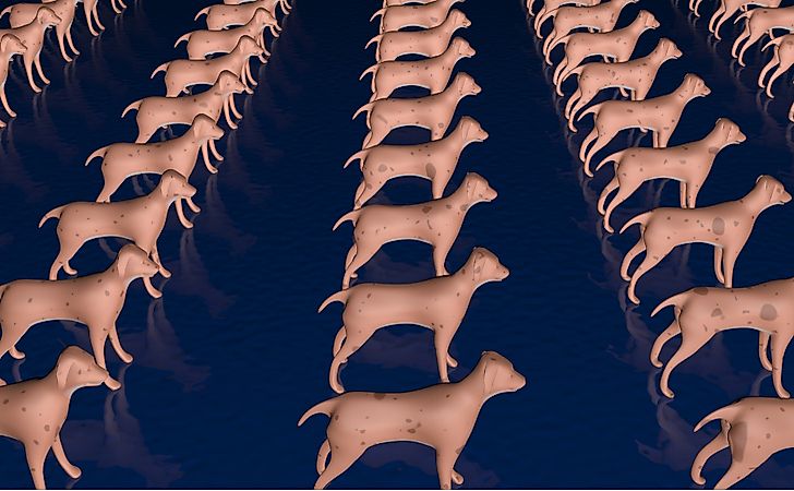 10 Animals That Have Been Cloned - WorldAtlas 10 Animals That Have Been Cloned - WorldAtlas