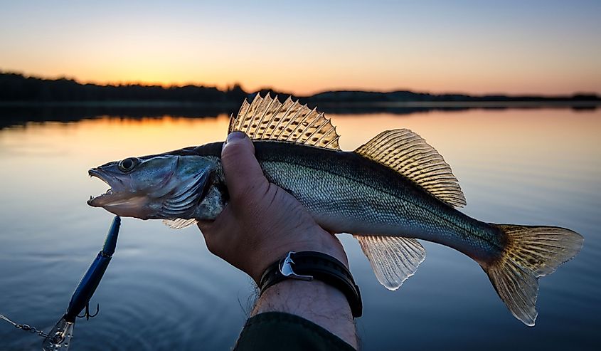 Walleye fishing at sunset
