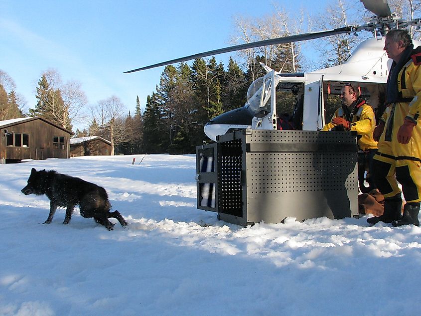Black gray wolf being released from a crate on Isle Royale during the winter.