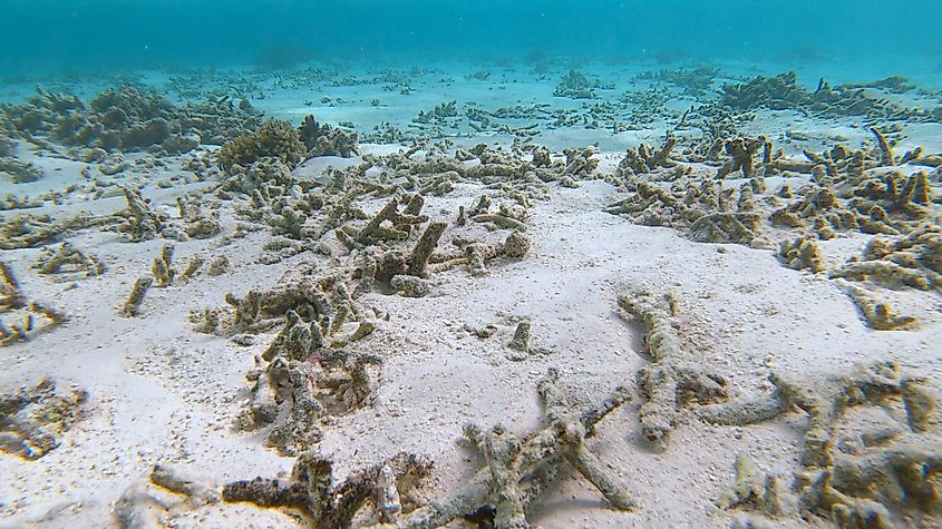 maldives coral bleaching