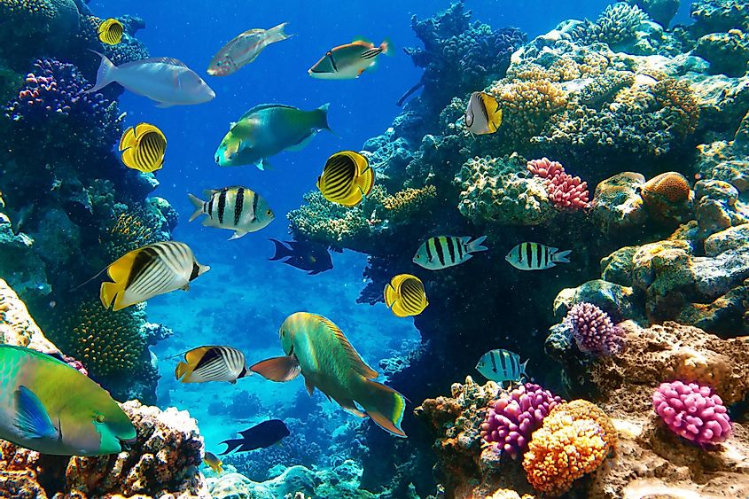 Fishes in Coral reef