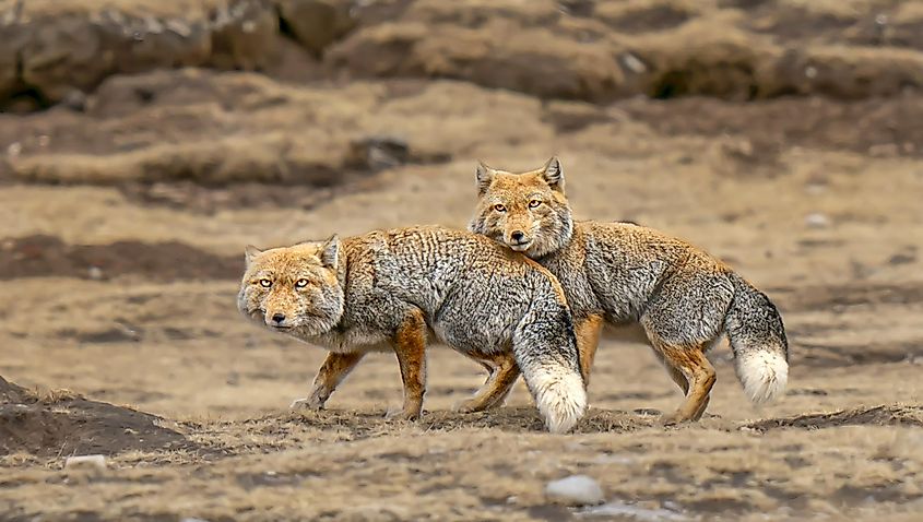 Tibetan fox in the Tibetan Plateau.