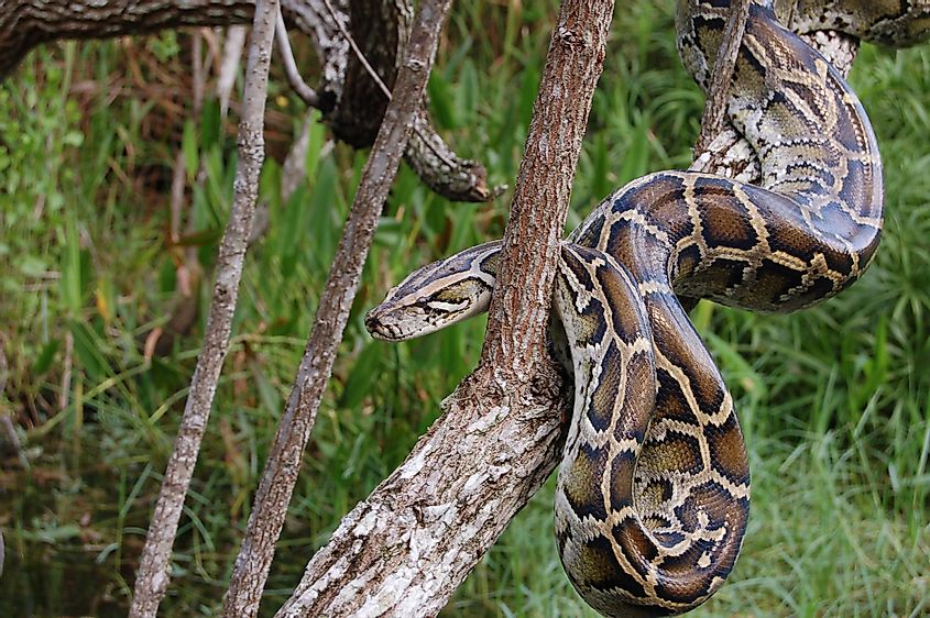 Burmese python in the everglades
