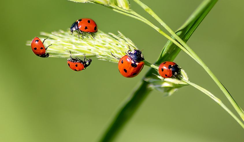 Beautiful black dotted red ladybugs climbing plant with blurred background 