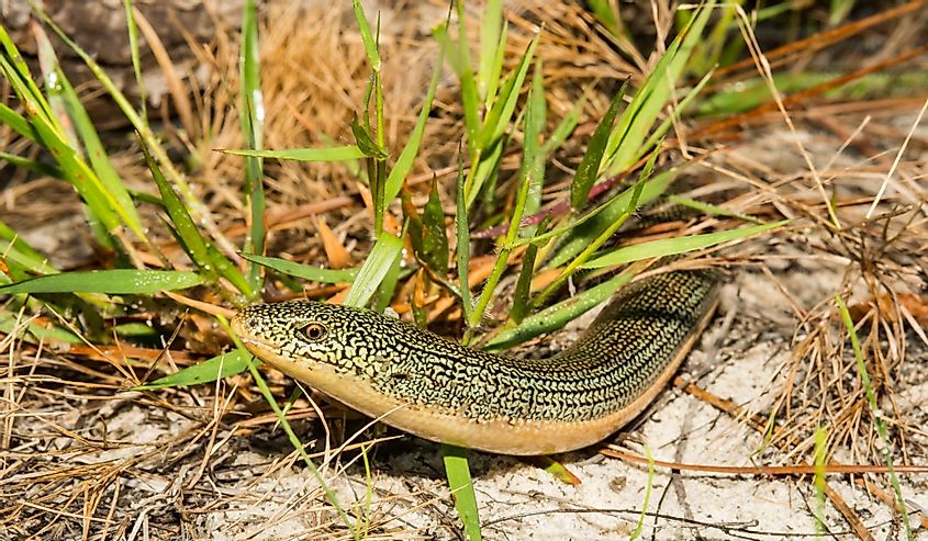 Eastern Glass Lizard, Ophisaurus ventralis in the grass