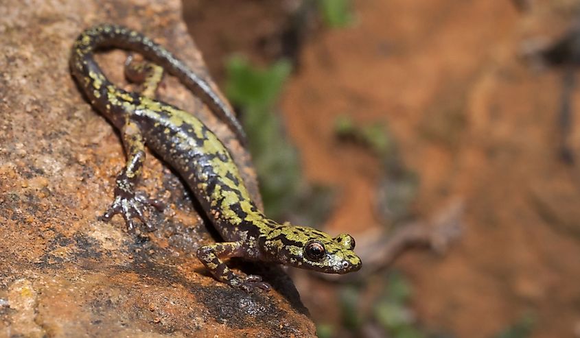 Green salamander on a rock