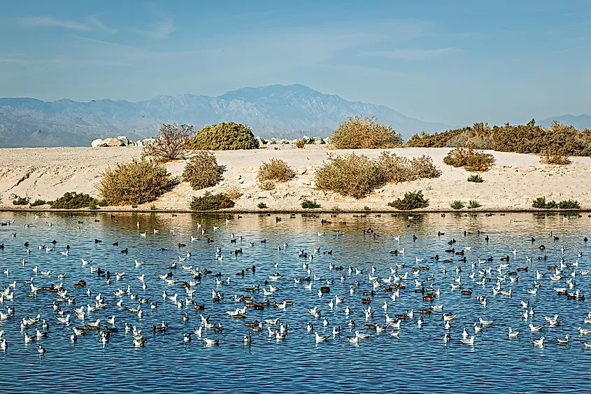 Migrating birds at the shoreline of the Salton Sea during spring migration along the Pacific Flyway, Salton Sea, California, USA.
