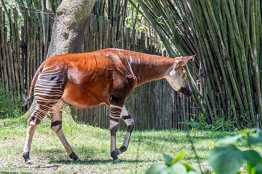 An okapi walking in a zoo.